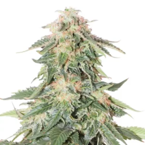 Amnesia Lemon Ultra