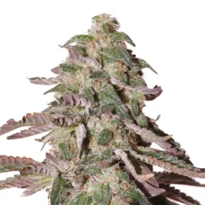 Dosed Chocolate Chips
