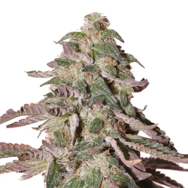 Dosed Chocolate Chips