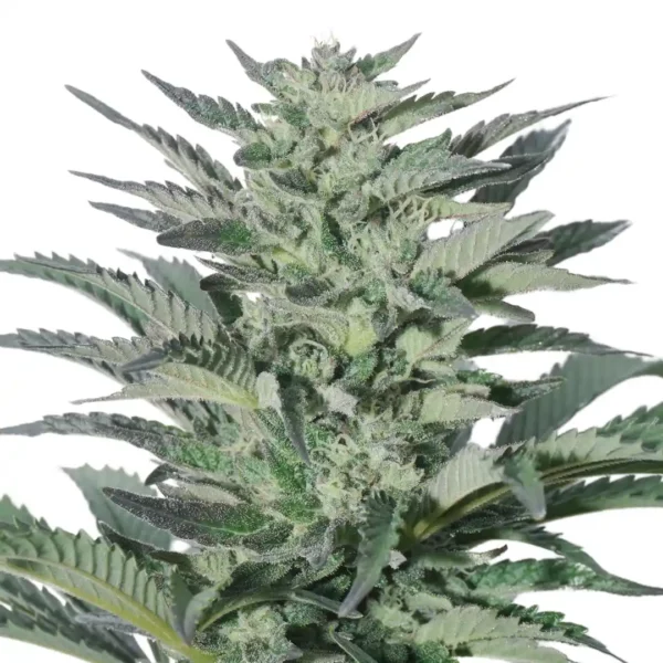 Gorilla Glue 4 Strain