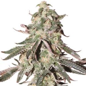 Grandaddy Bruce Ultra Strain
