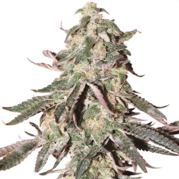 Grandaddy Bruce Ultra Strain