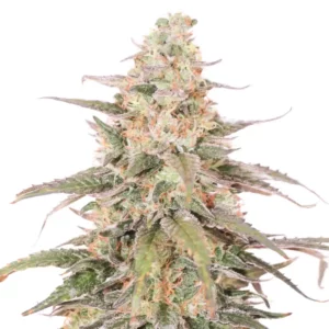 Lemon Sherbet Ultra Strain