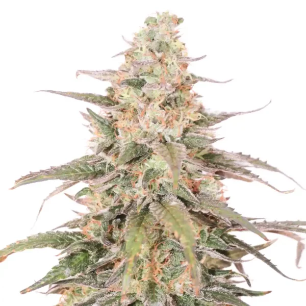 Lemon Sherbet Ultra Strain