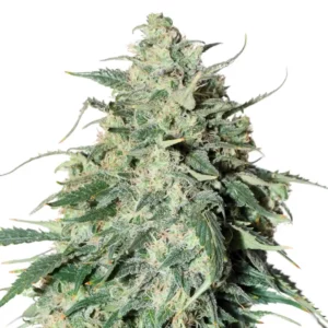Mint Chocolate Ultra Strain