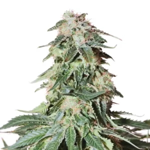 New York Ultra Strain