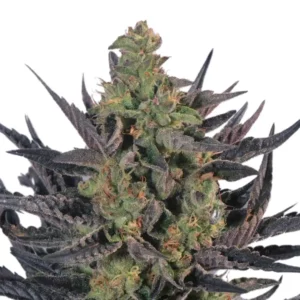 Runtz Auto Strain