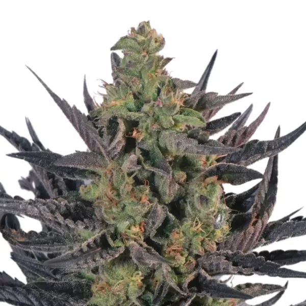 Runtz Auto Strain
