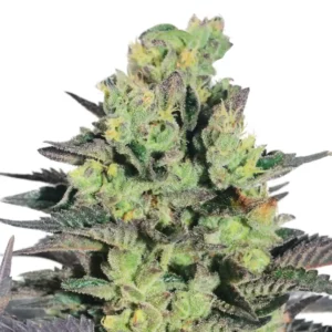 Zkittlez Auto Strain