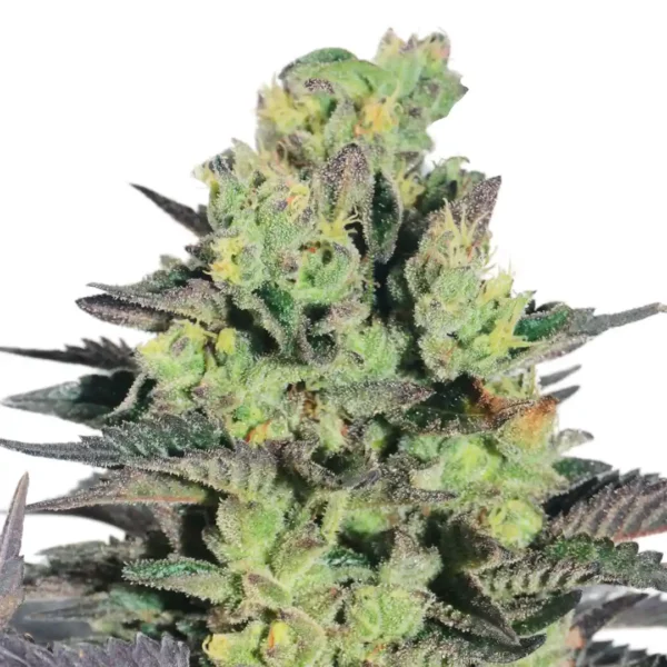 Zkittlez Auto Strain